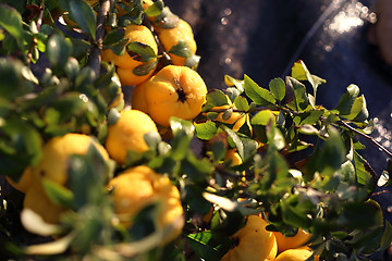 Image showing Chaenomeles, growing in the garden