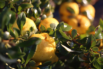 Image showing Fruit Chaenomeles japonica