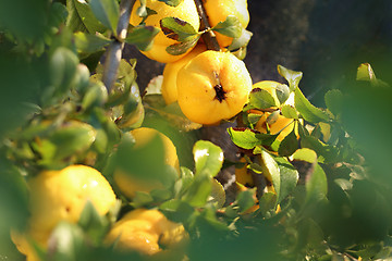 Image showing Chaenomeles japonica