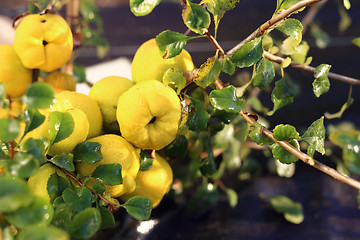 Image showing Chaenomeles, growing in the garden