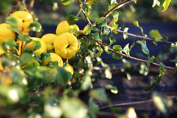 Image showing Chaenomeles, growing in the garden Fruiting quince shrub.