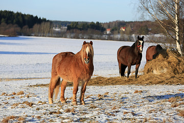 Image showing Horses on Field in Winter