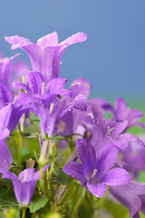 Image showing Campanula muralis  flowers