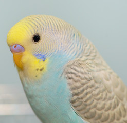 Image showing Budgerigar parrot in his cage