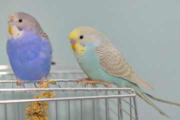 Image showing Budgerigar parrot in his cage