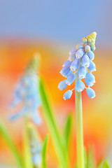 Image showing Muscari neglectum flowers