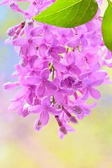 Image showing Spring lilac violet flowers