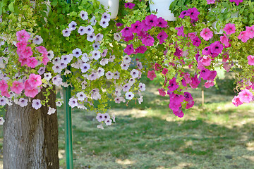 Image showing Petunia flowers in pots hanging