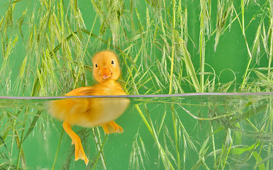 Image showing little duck floating in water