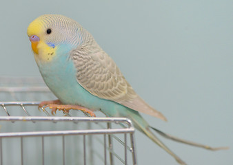 Image showing Budgerigar parrot in his cage