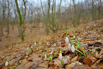 Image showing Snowdrops with dew drops 