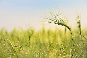 Image showing Rural landscape with wheat field 