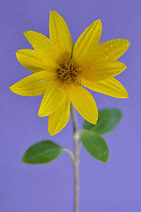 Image showing smal sunflower and dew drops