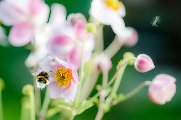 Image showing Pale pink flower Japanese anemone, close-up