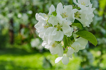 Image showing Garden with blossoming apple-trees, spring landscape