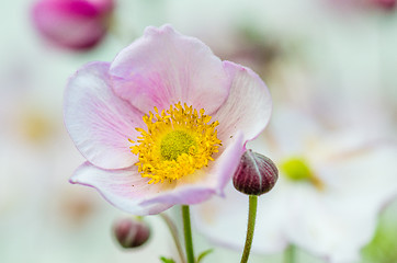 Image showing Pale pink flower Japanese anemone