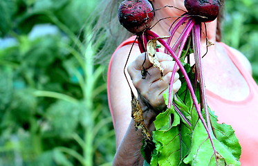 Image showing Organic beets.