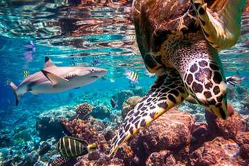 Image showing Tropical Coral Reef.