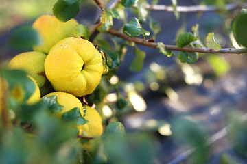 Image showing Chaenomeles Fruit Chaenomeles japonica Chaenomeles japonica