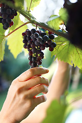 Image showing Summer harvest ripe bunches of grapes