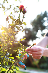 Image showing Rosa multiflora, trimming.