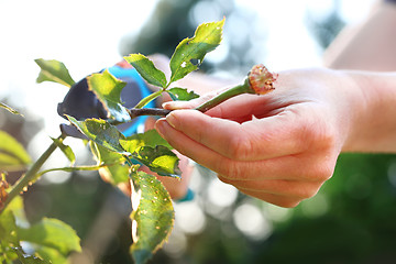 Image showing Flower garden, tending roses. Cutting the rose canes. Care work in the garden.