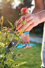 Image showing Pruning roses ground cover.