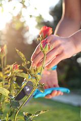 Image showing Flower garden, tending roses.