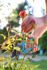 Image showing Care of roses in the garden.