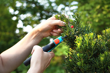 Image showing Forming a hedge of yew bushes.