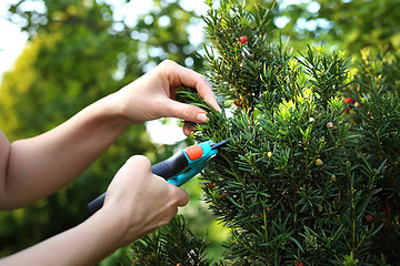 Image showing Cut bush in the garden.