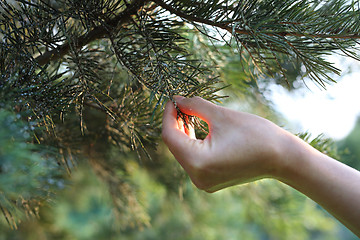 Image showing Aphids on pine needles. Gardener watches diseased tree.
