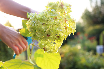 Image showing Gardener cuts hydrangea flowers.