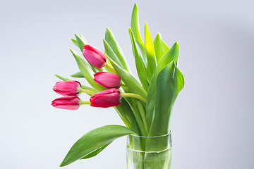 Image showing Crimson tulip flower on background