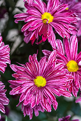 Image showing red Chrysanthemum flower in the garden