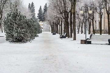 Image showing City park in the winter, the trees covered with hoarfrost