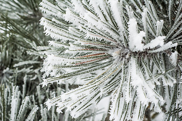 Image showing Pine needles covered with frost, close-up