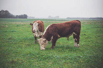 Image showing Hereford cows on a green field