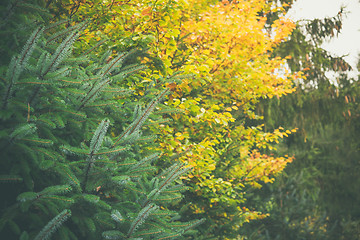 Image showing Trees in a forest in yellow and green colors