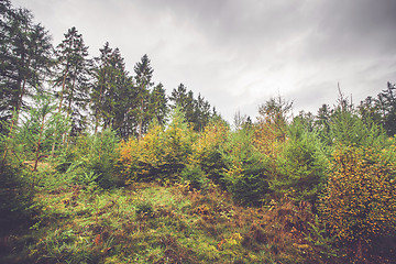 Image showing Pine and birch trees in a Scandinavian forest