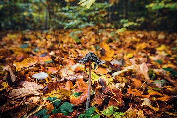 Image showing Coprinopsis picacea mushroom among autumn leaves