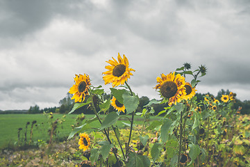 Image showing Sunflowers on a field in cloudy weather