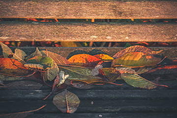 Image showing Close-up of colorful leaves in autumn colors