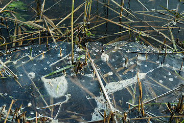 Image showing Melting ice on a lake with grass and reed