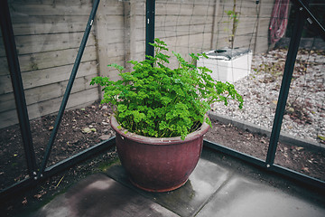 Image showing Parsley in a pot