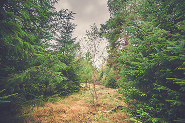 Image showing Single birch tree in a forest with pine trees