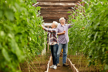 Image showing old couple picking tomatoes up at farm greenhouse