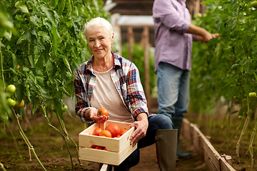 Image showing old woman picking tomatoes up at farm greenhouse