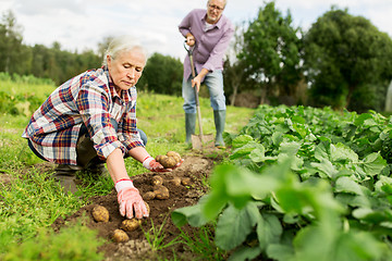 Image showing senior couple planting potatoes at garden or farm