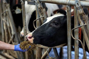 Image showing hand feeding cow with hay in cowshed at dairy farm